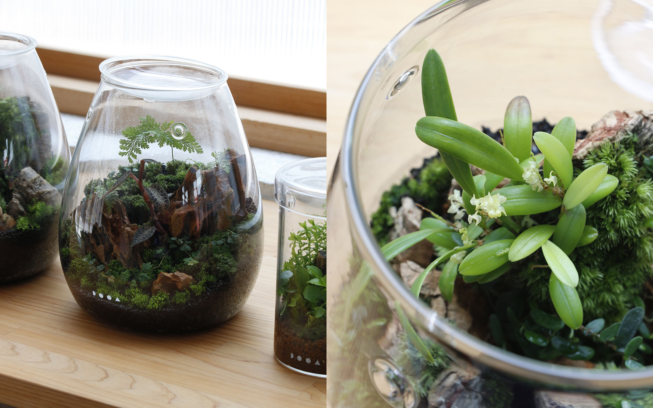 ★送無！新品！「アブラカダブラ」+「ガラスの植物園」 Amazon.co.jp: 「アブラカダブラ」+「ガラスの植物園」: ミュージック