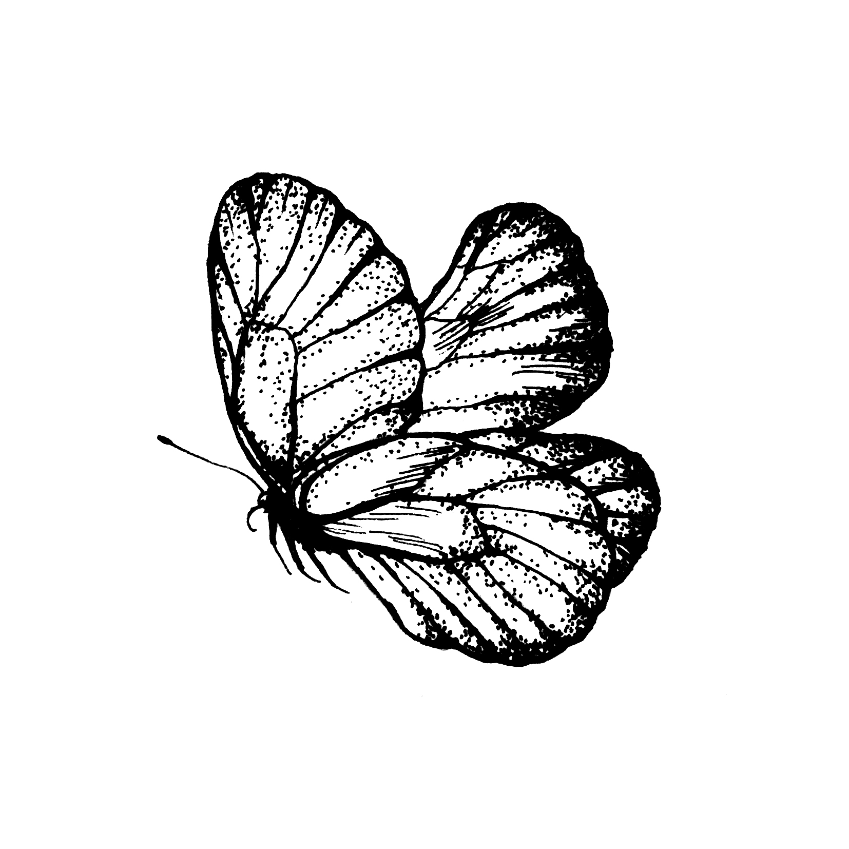 nanamica / FFFES Art Installation 「蝶の名前 / A Butterfly's Name