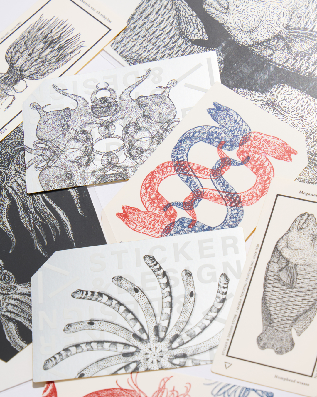 Capturing marine life by hand – Maeda Tokushu Prin…