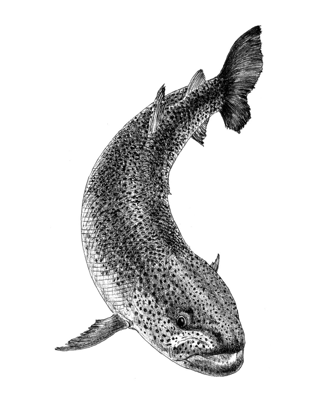 半魚 nanamica / FFFES (For, Feel, Find, Endangered Species) / No.003